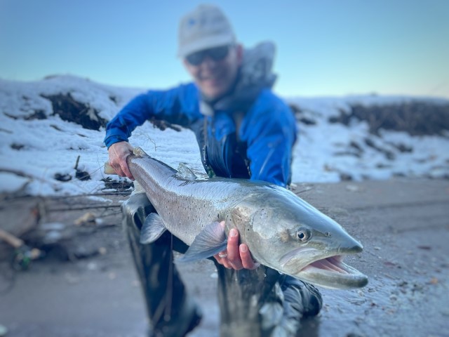 Hucho Huchen danube salmon.